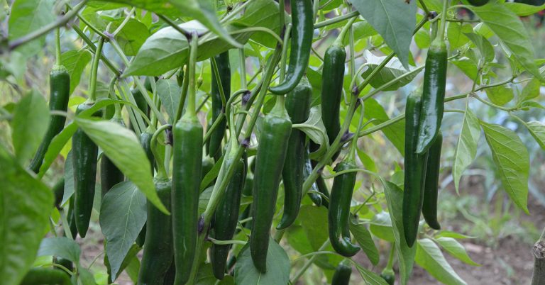 মরিচ চাষ