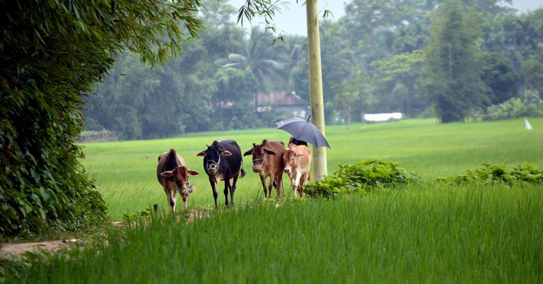 কৃষিক্ষেত্রে বিপর্যয়
