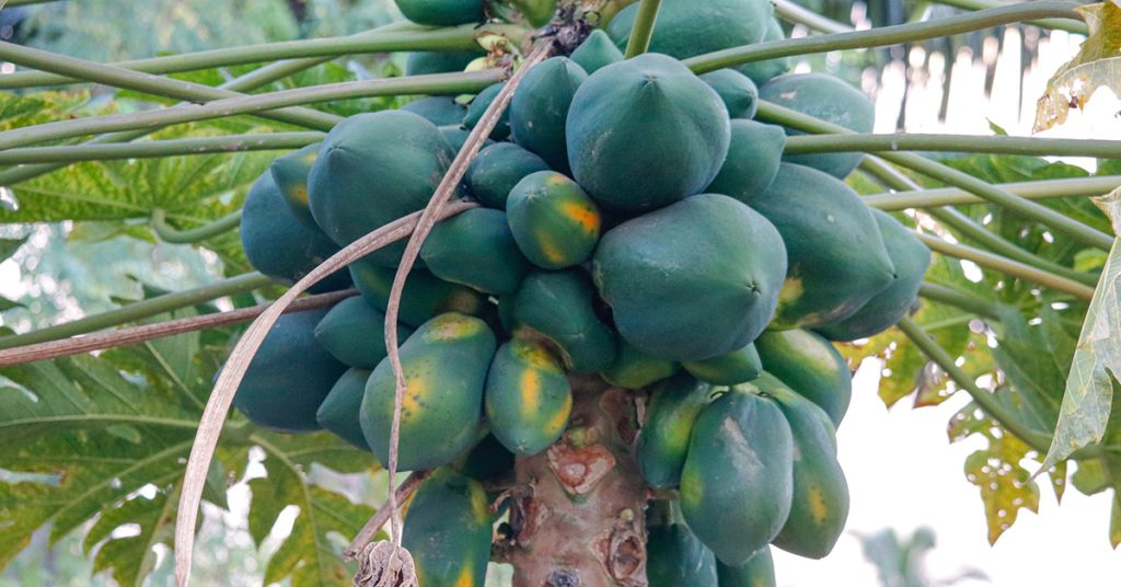 পেঁপে