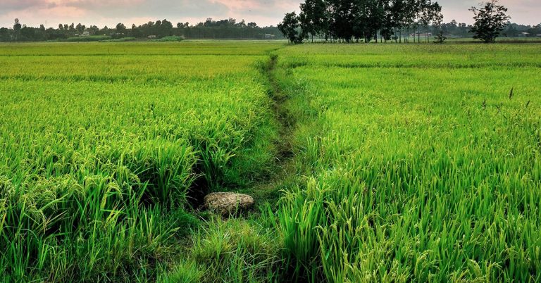 জমির দলিল