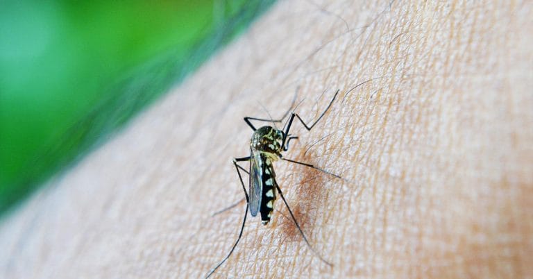 ডেঙ্গু পরিস্থিতি