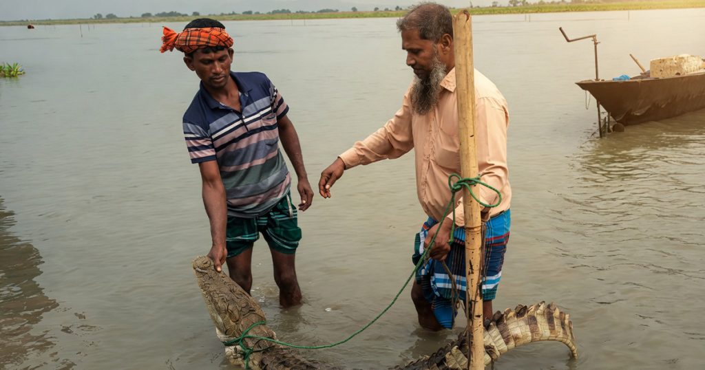 পদ্মা নদীতে কুমির ধরা পড়েছে